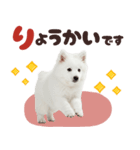 いつでも使える♡日本スピッツ（個別スタンプ：5）