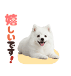 いつでも使える♡日本スピッツ（個別スタンプ：8）