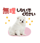 いつでも使える♡日本スピッツ（個別スタンプ：9）
