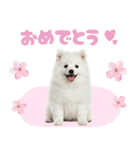 いつでも使える♡日本スピッツ（個別スタンプ：11）