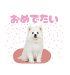 いつでも使える♡日本スピッツ（個別スタンプ：12）