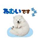 いつでも使える♡日本スピッツ（個別スタンプ：13）