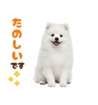 いつでも使える♡日本スピッツ（個別スタンプ：17）