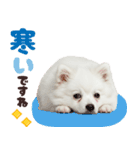 いつでも使える♡日本スピッツ（個別スタンプ：19）