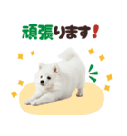 いつでも使える♡日本スピッツ（個別スタンプ：20）