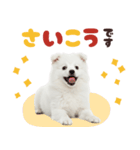 いつでも使える♡日本スピッツ（個別スタンプ：22）