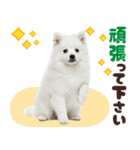 いつでも使える♡日本スピッツ（個別スタンプ：23）