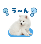 いつでも使える♡日本スピッツ（個別スタンプ：24）