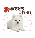 いつでも使える♡日本スピッツ（個別スタンプ：25）