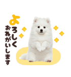 いつでも使える♡日本スピッツ（個別スタンプ：28）