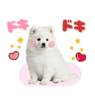いつでも使える♡日本スピッツ（個別スタンプ：31）