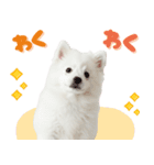 いつでも使える♡日本スピッツ（個別スタンプ：32）