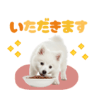 いつでも使える♡日本スピッツ（個別スタンプ：34）