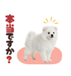 いつでも使える♡日本スピッツ（個別スタンプ：37）