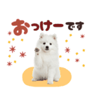 いつでも使える♡日本スピッツ（個別スタンプ：38）