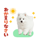 いつでも使える♡日本スピッツ（個別スタンプ：39）