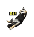 きなこ＆ちゃーちゃん（個別スタンプ：1）