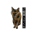 きなこ＆ちゃーちゃん（個別スタンプ：10）