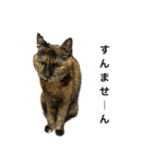 きなこ＆ちゃーちゃん（個別スタンプ：11）