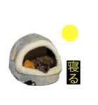 きなこ＆ちゃーちゃん（個別スタンプ：12）