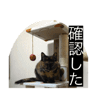 きなこ＆ちゃーちゃん（個別スタンプ：13）