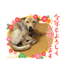 こむぎのおしょうがつスタンプ（個別スタンプ：2）