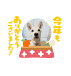 こむぎのおしょうがつスタンプ（個別スタンプ：4）