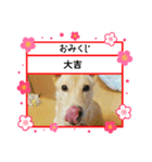 こむぎのおしょうがつスタンプ（個別スタンプ：6）