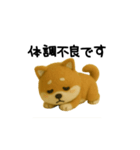 柴犬の一年中使えるスタンプ(羊毛)（個別スタンプ：25）