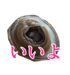 会話するアワビのスタンプ【刺身・美味い】（個別スタンプ：4）