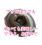 会話するアワビのスタンプ【刺身・美味い】（個別スタンプ：13）