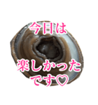 会話するアワビのスタンプ【刺身・美味い】（個別スタンプ：16）