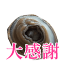 会話するアワビのスタンプ【刺身・美味い】（個別スタンプ：22）