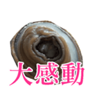 会話するアワビのスタンプ【刺身・美味い】（個別スタンプ：23）