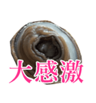 会話するアワビのスタンプ【刺身・美味い】（個別スタンプ：24）