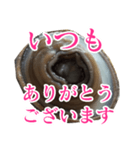 会話するアワビのスタンプ【刺身・美味い】（個別スタンプ：25）