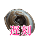 会話するアワビのスタンプ【刺身・美味い】（個別スタンプ：28）