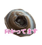 会話するアワビのスタンプ【刺身・美味い】（個別スタンプ：29）