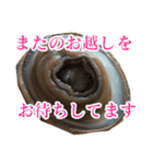 会話するアワビのスタンプ【刺身・美味い】（個別スタンプ：35）