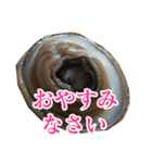 会話するアワビのスタンプ【刺身・美味い】（個別スタンプ：36）