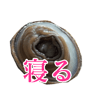 会話するアワビのスタンプ【刺身・美味い】（個別スタンプ：38）