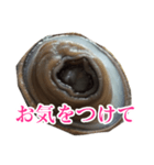 会話するアワビのスタンプ【刺身・美味い】（個別スタンプ：39）