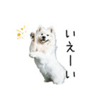 動く！サモエドの日常（個別スタンプ：7）
