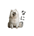動く！サモエドの日常（個別スタンプ：10）