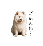 動く！サモエドの日常（個別スタンプ：14）