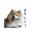 動く！サモエドの日常（個別スタンプ：15）