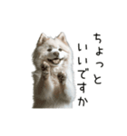 動く！サモエドの日常（個別スタンプ：18）