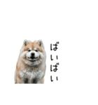 動く！サモエドの日常（個別スタンプ：19）