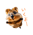 ハッピーアニマル_クオッカワラビー35（個別スタンプ：1）