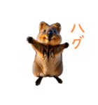 ハッピーアニマル_クオッカワラビー35（個別スタンプ：3）